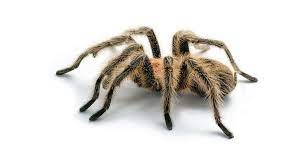 What Is a Phobia? Understanding and Overcoming Fears